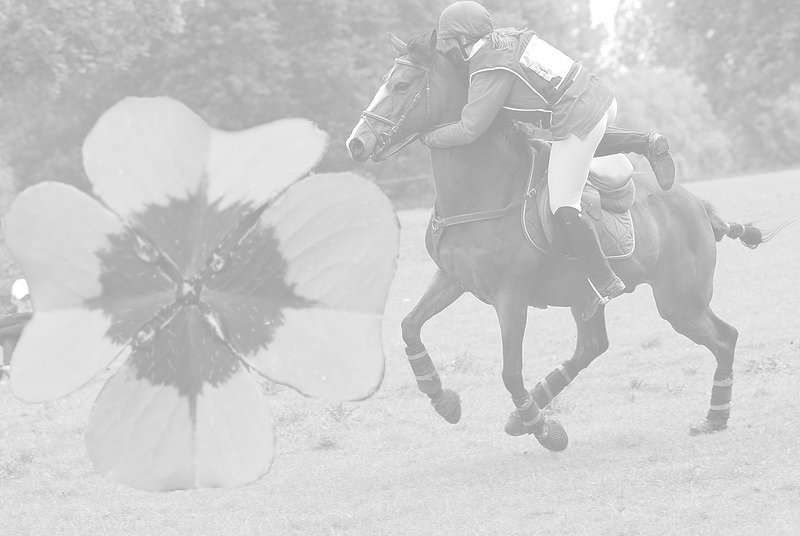 5 petits moments de chance du cavalier