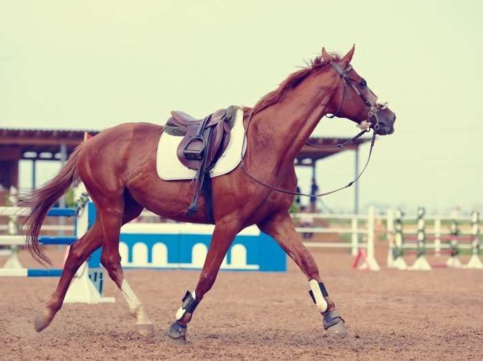 Les plus grandes frustrations de cavalier en concours