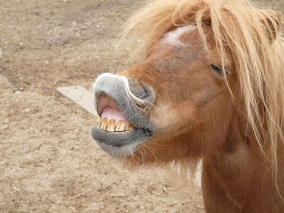 Les pires clichés sur les chevaux, ceux qui sont totalement infondés