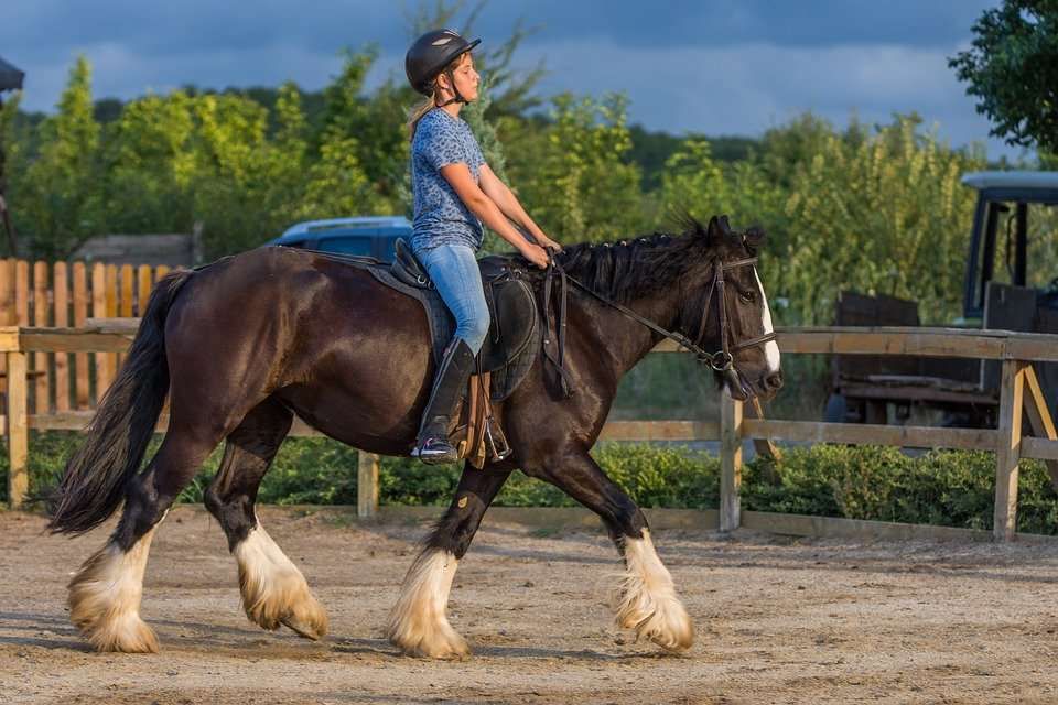 Les dix commandements du cavalier débutant