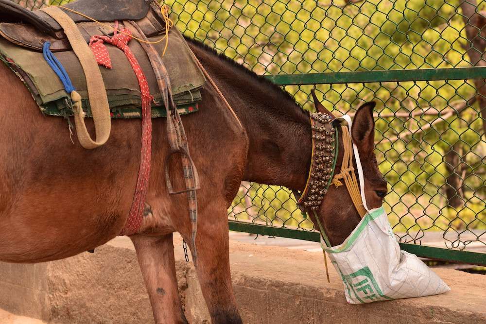 Elytholab, laboratoire spécialisé dans les compléments alimentaires pour chevaux