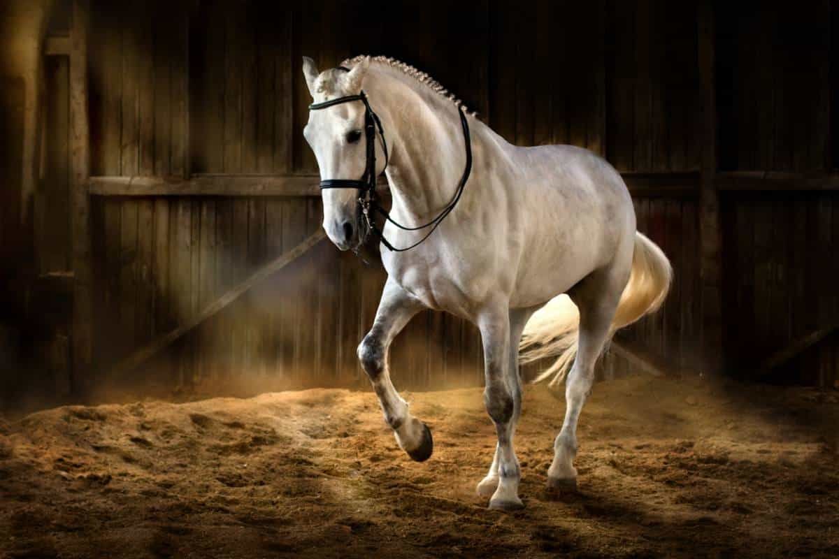 La conception d’un manège adapté aux besoins des chevaux