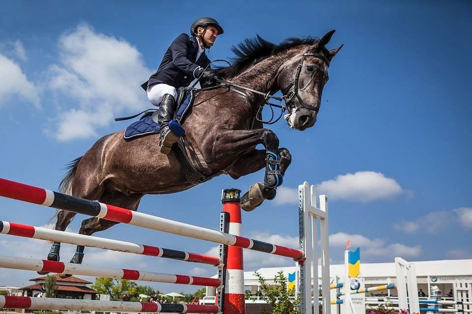 5 astuces pour réussir son concours hippique