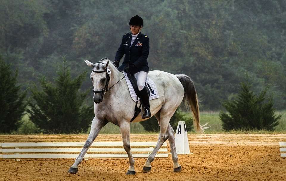 Ces différents cavaliers qu'on croise au paddock de dressage
