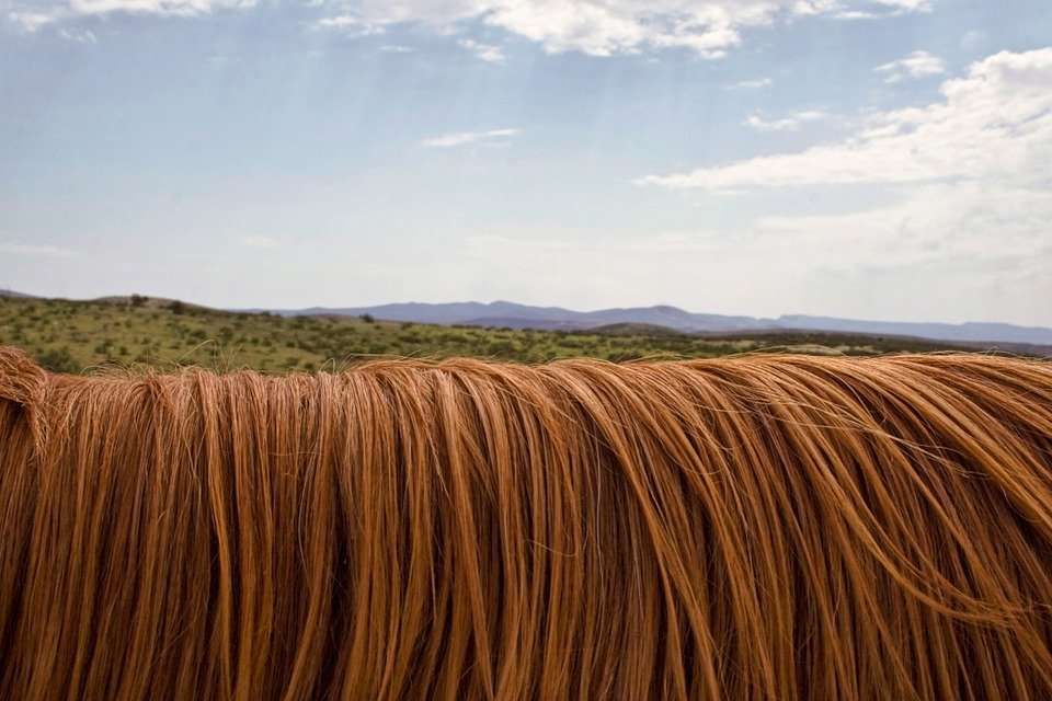 5 crinières de chevaux pour 5 styles différents