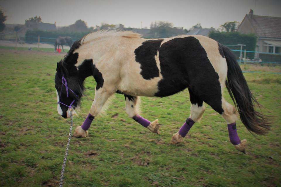 Décontracter son cheval en 6 exercices