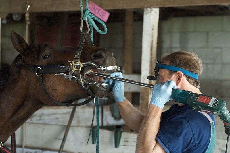 Métier équestre : le dentiste équin