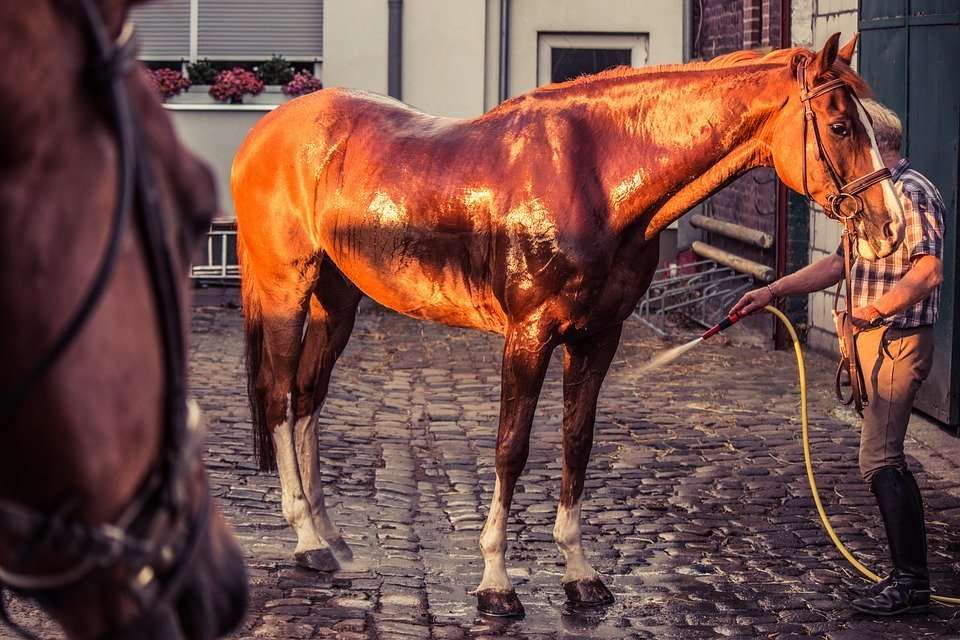 Les commandements du cavalier en été
