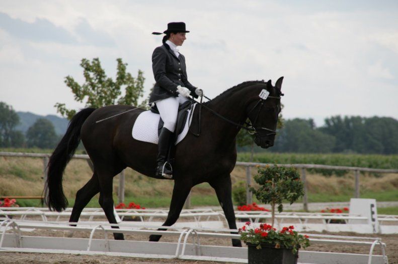 5 bonnes raisons de faire des concours de dressage