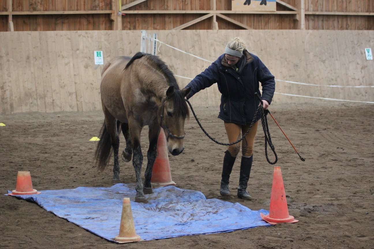 Les 10 meilleurs exercices d’equifeel