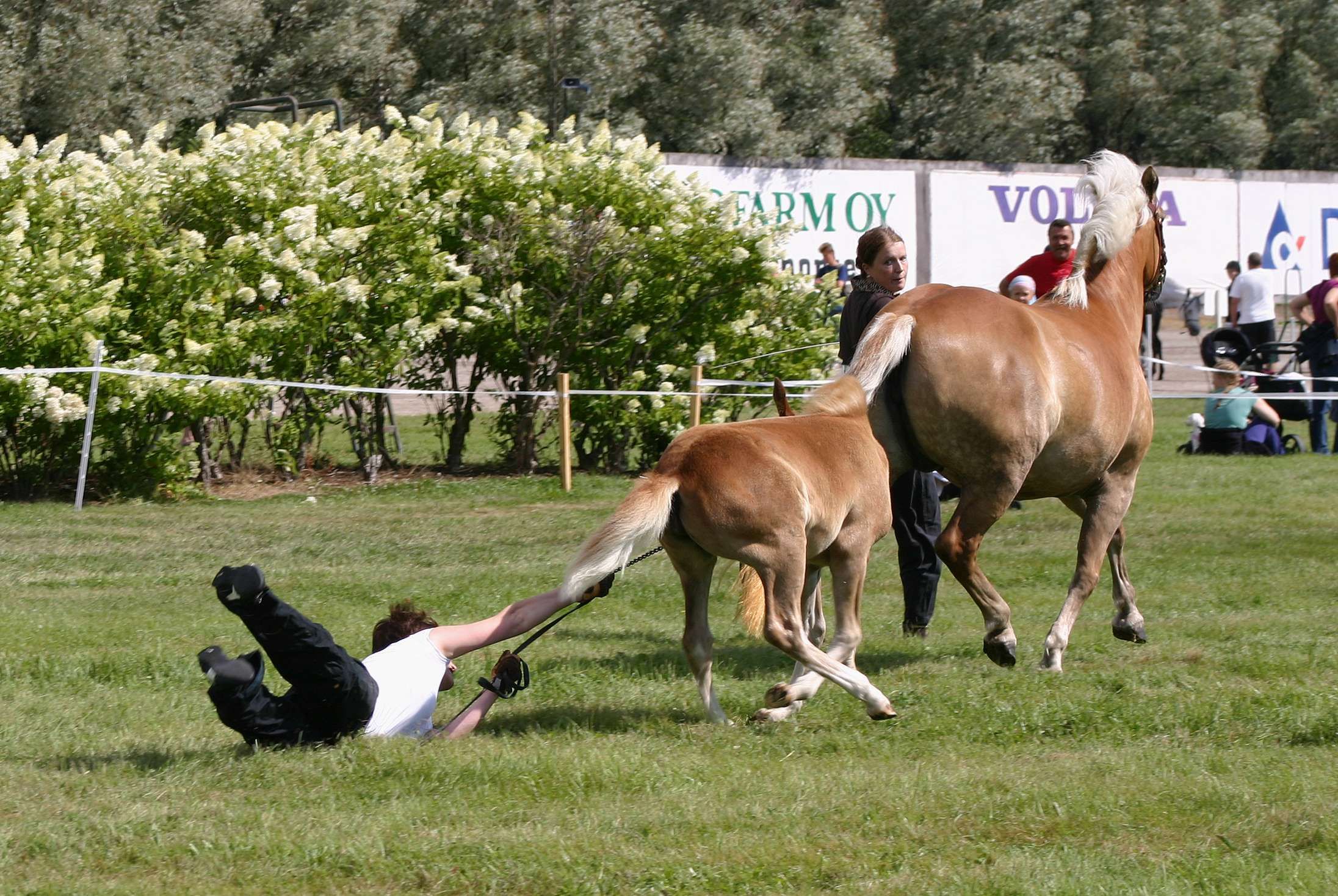 Top des fails en concours de dressage, pour avoir 0/100