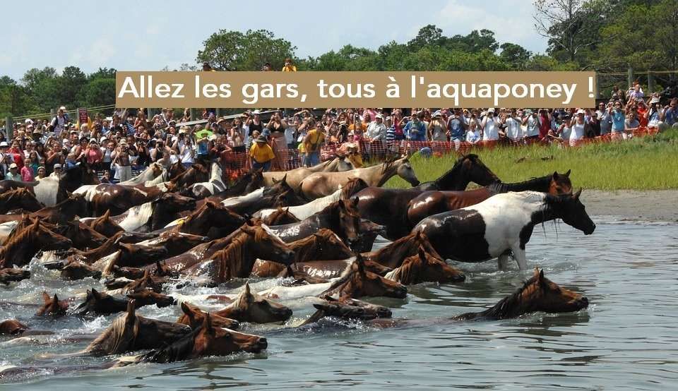 Top 5 des raisons de faire de l’aquaponey