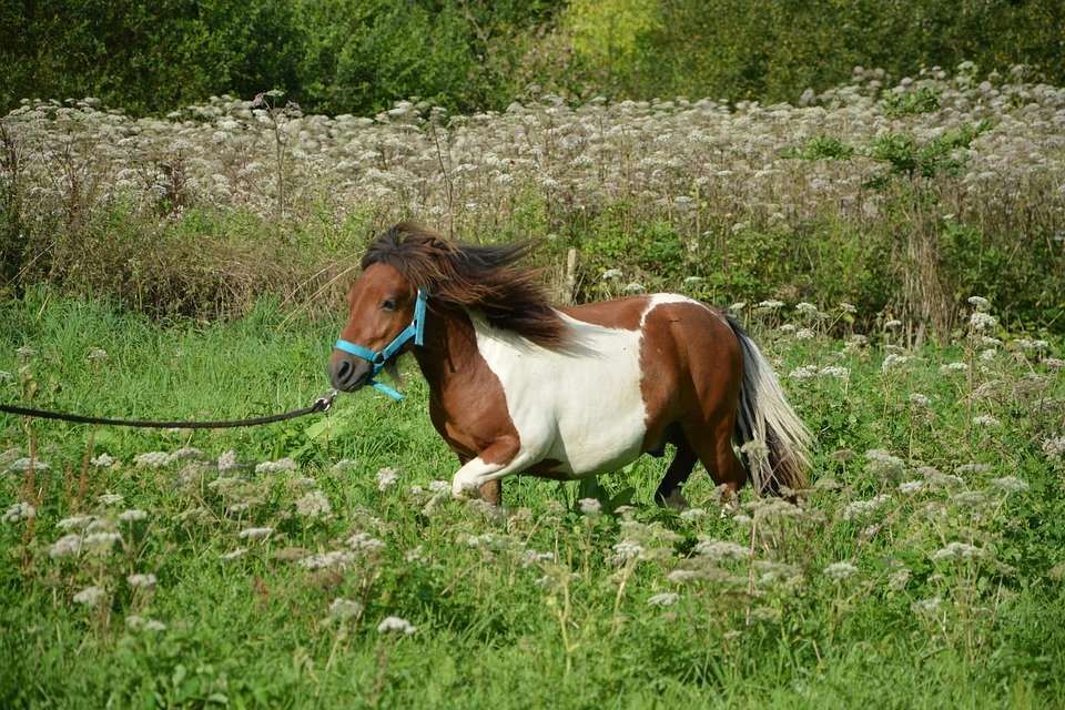5 utilités d’un cheval miniature