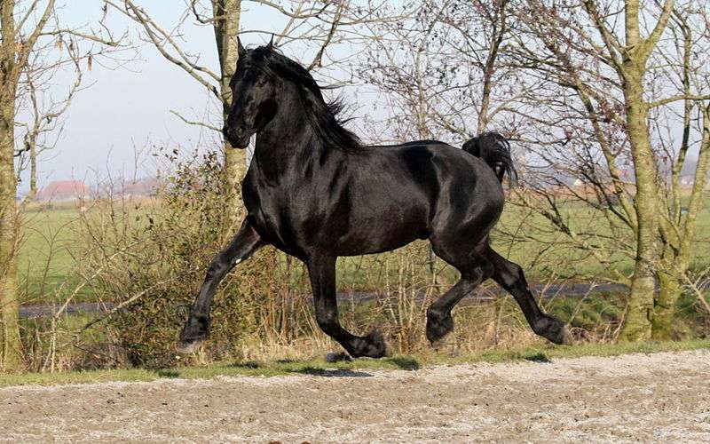 Top 10 des raisons de préférer les chevaux noirs