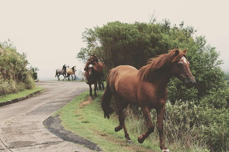 5 types de journée de cavalier pourrie