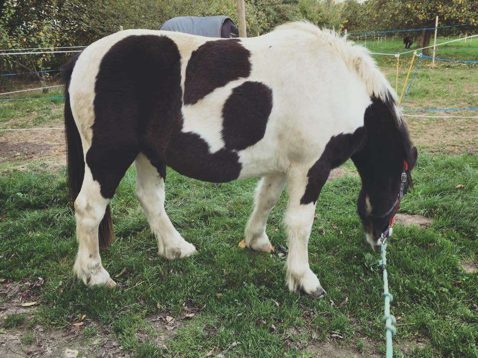 Top 5 des avantages à avoir un gros poney