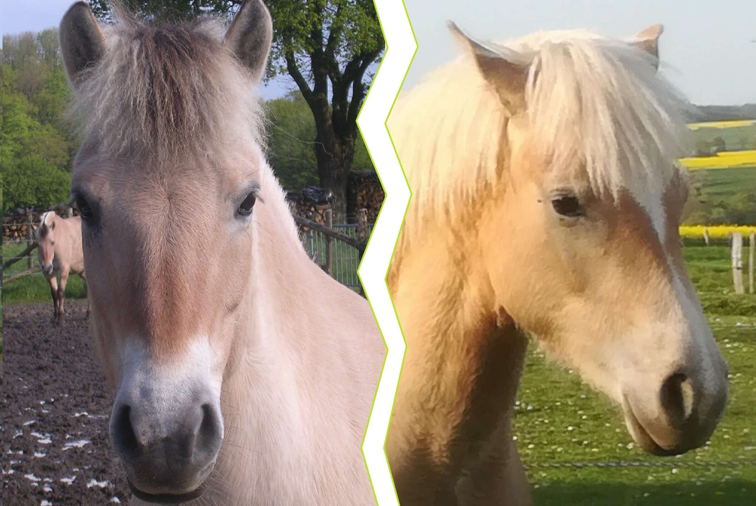 Fjord versus Haflinger : Le match des poneys !