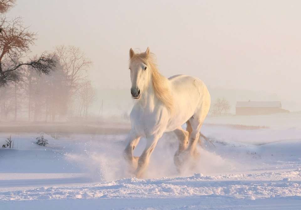 Ces trucs qu’on fait pendant l’hiver au centre équestre