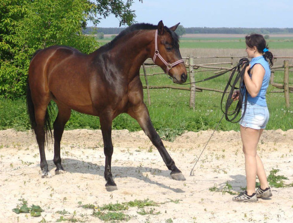 10 bonnes raisons d’aimer les jeunes chevaux
