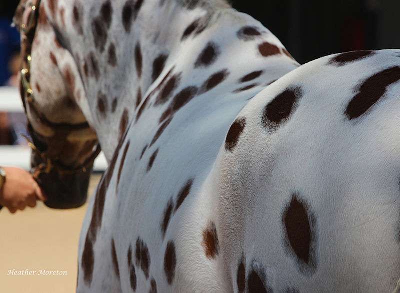 Ces races de chevaux imprononçables