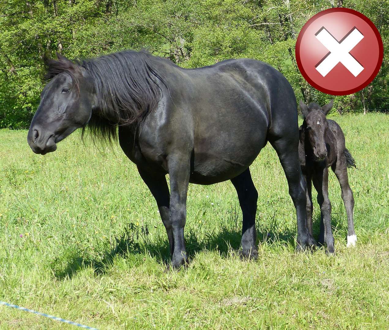 Ces races qu’on prend à tort pour des chevaux Mérens