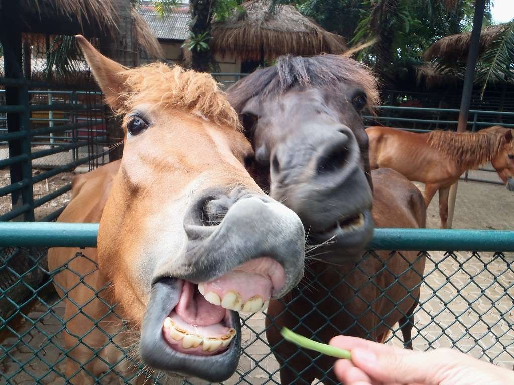 Top 5 des trucs dégueus que bouffent nos chevaux