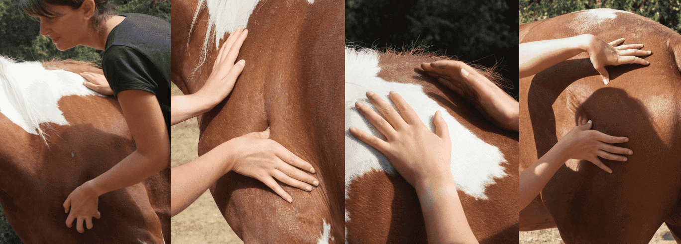 On a testé : Les massages équins, ou massothérapie
