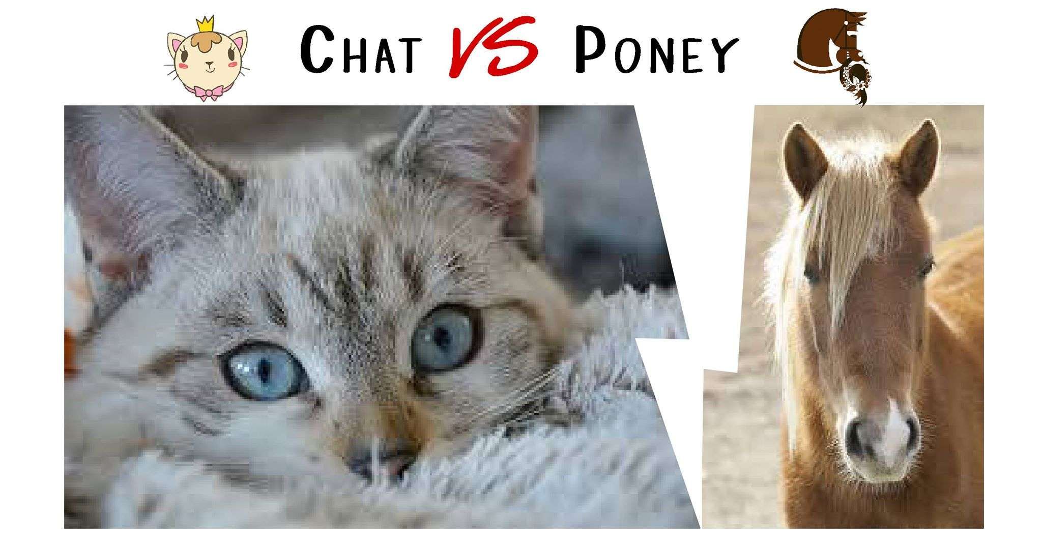 Les bonnes raisons d’échanger son cheval contre un chat