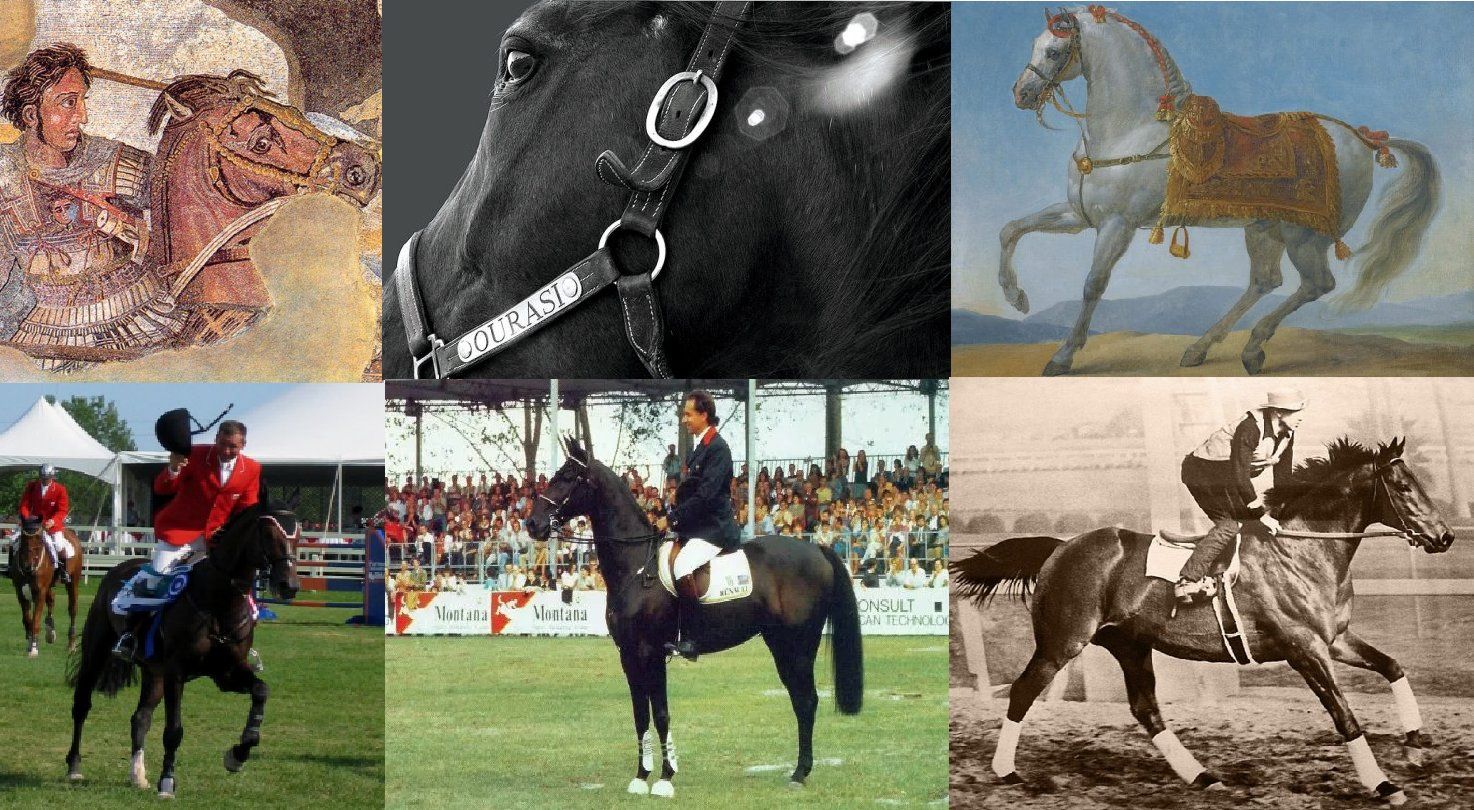 Top 10 des chevaux qui ont marqué l’histoire