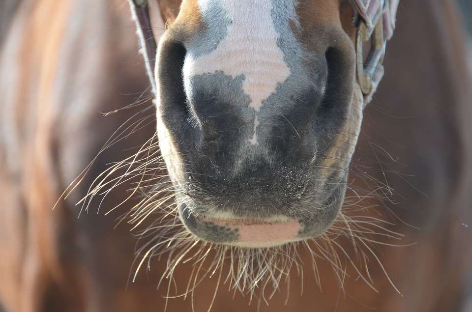 Coups de soleil chez le cheval : La bête noire des peaux roses