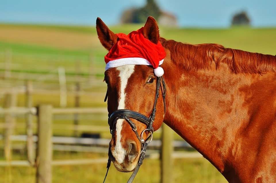 5 idées cadeau de noël pour les chevaux