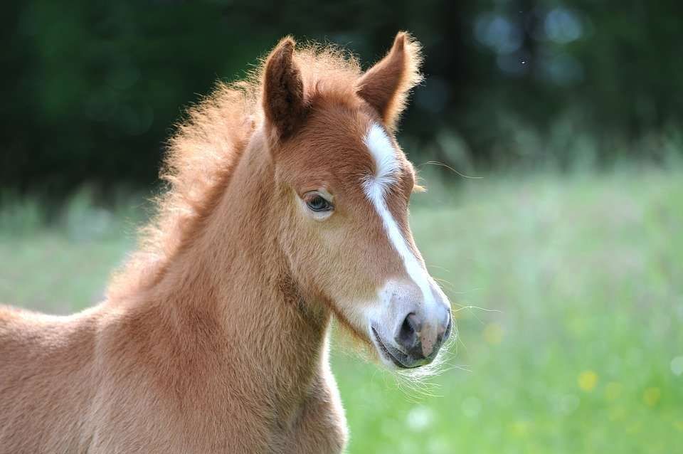 Pourquoi choisir un nom américain pour un poulain