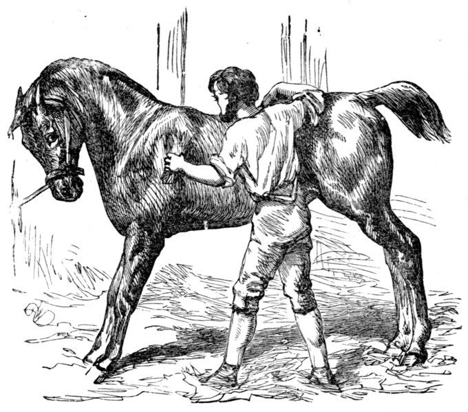 Métier équestre : le palefrenier