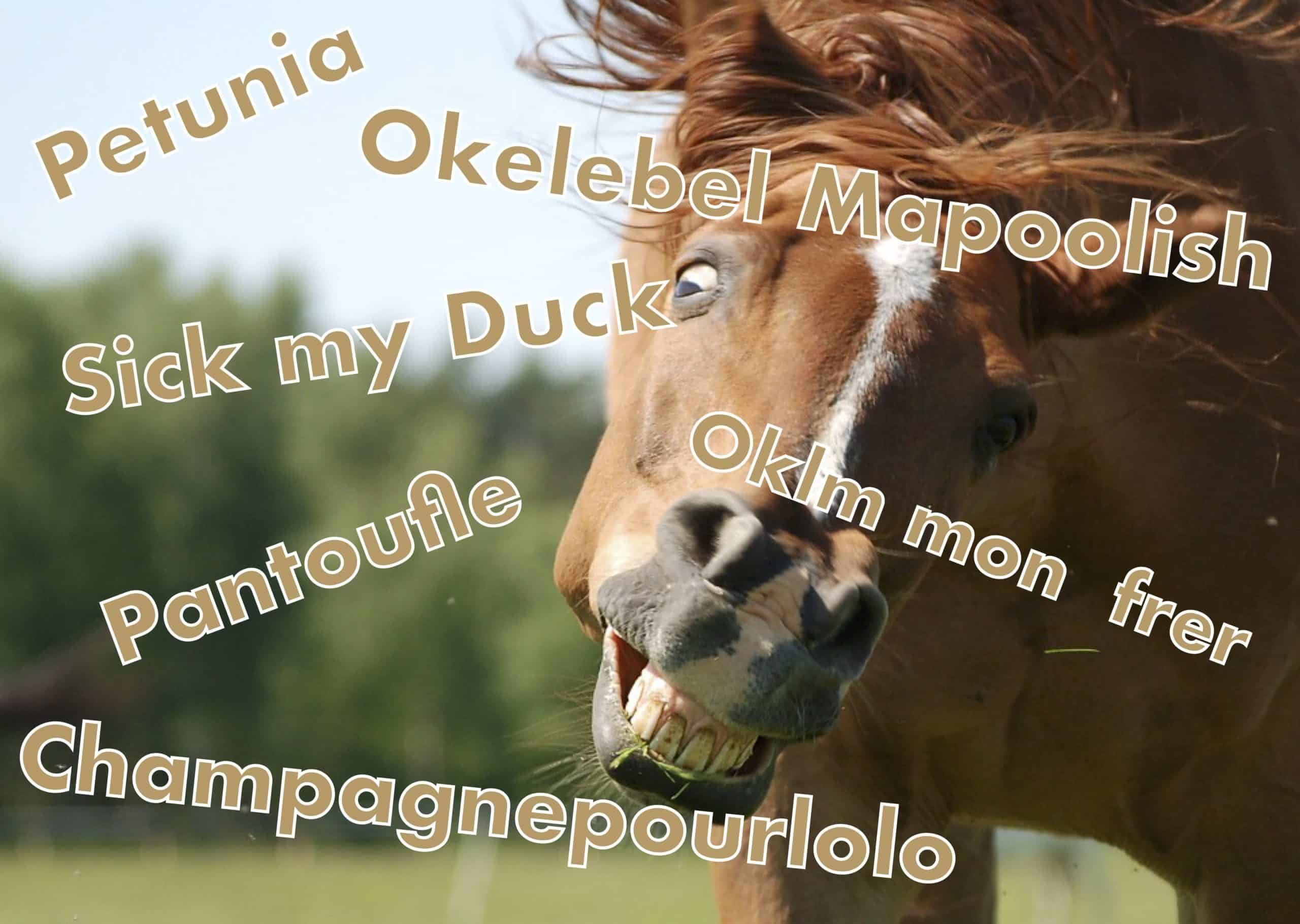 Top 10 des pires noms de chevaux, ce manque de respect total