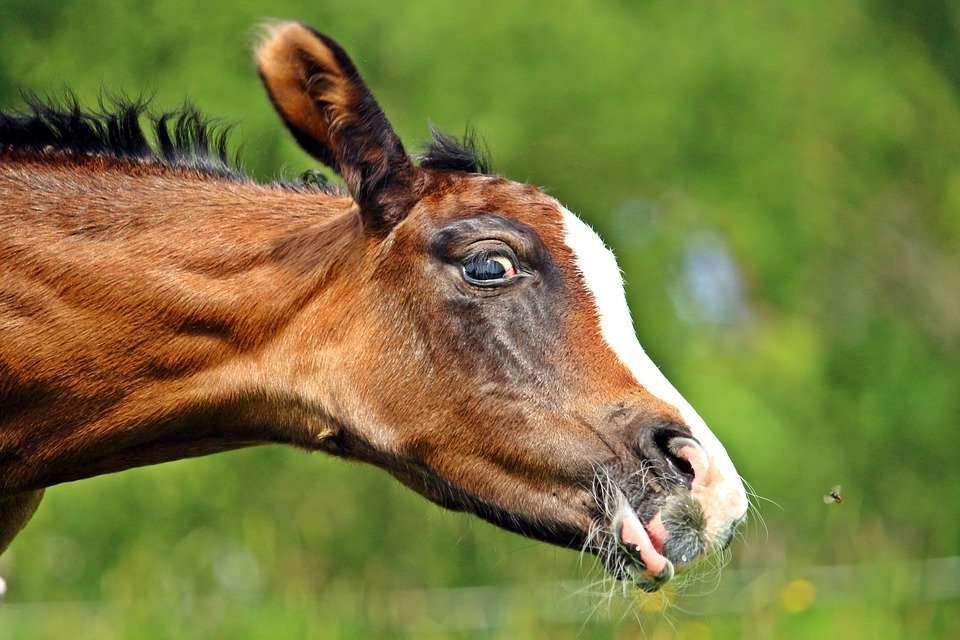 Ces noms de poulains qu’on ne veut plus entendre en 2018
