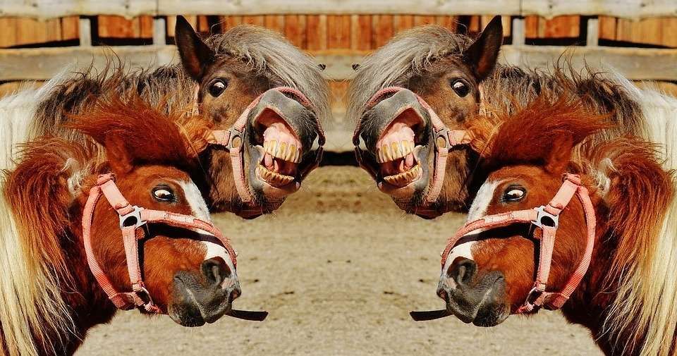 TEST : avez vous un cheval con ?