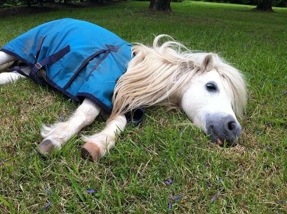 5 preuves que vous avez un petit poney feignasse
