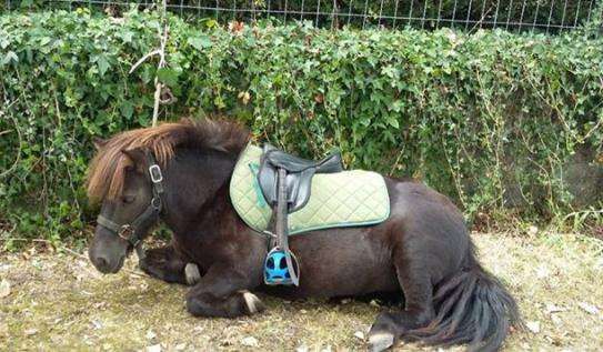 Ces galères de poney trop mignon auxquelles on ne pense jamais