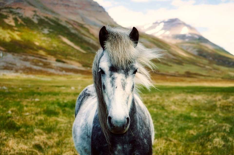 Top des raisons de s’acheter un cheval islandais