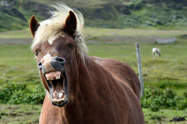 Top 10 des bonnes raisons d’avoir un poney