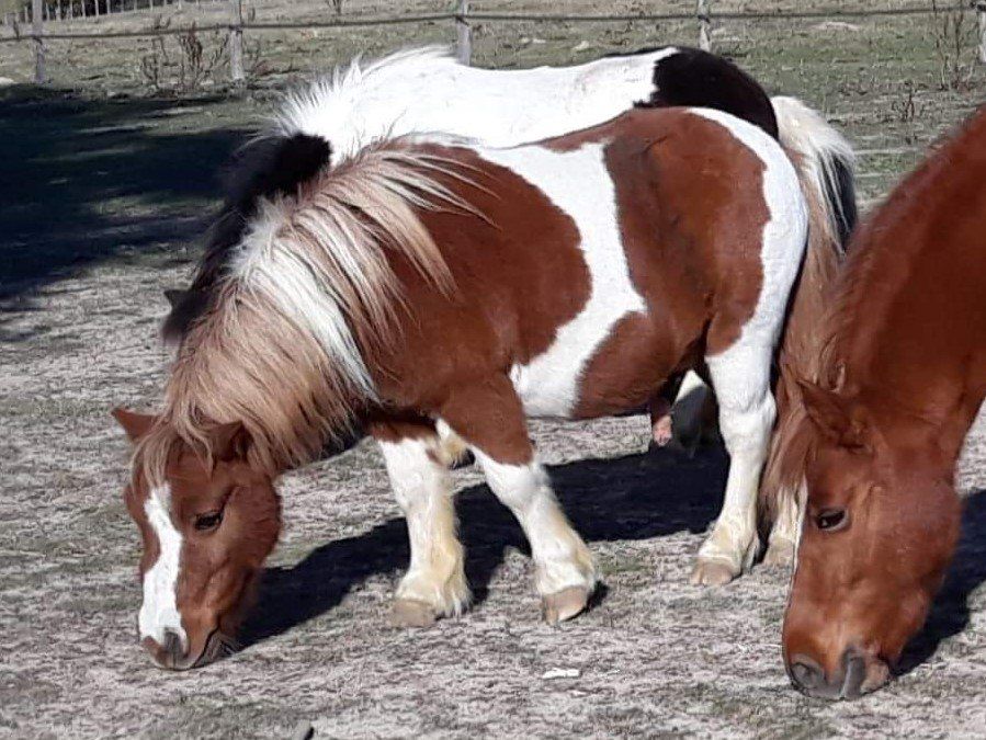 Top 5 des trucs de poney qui font rêver les enfants