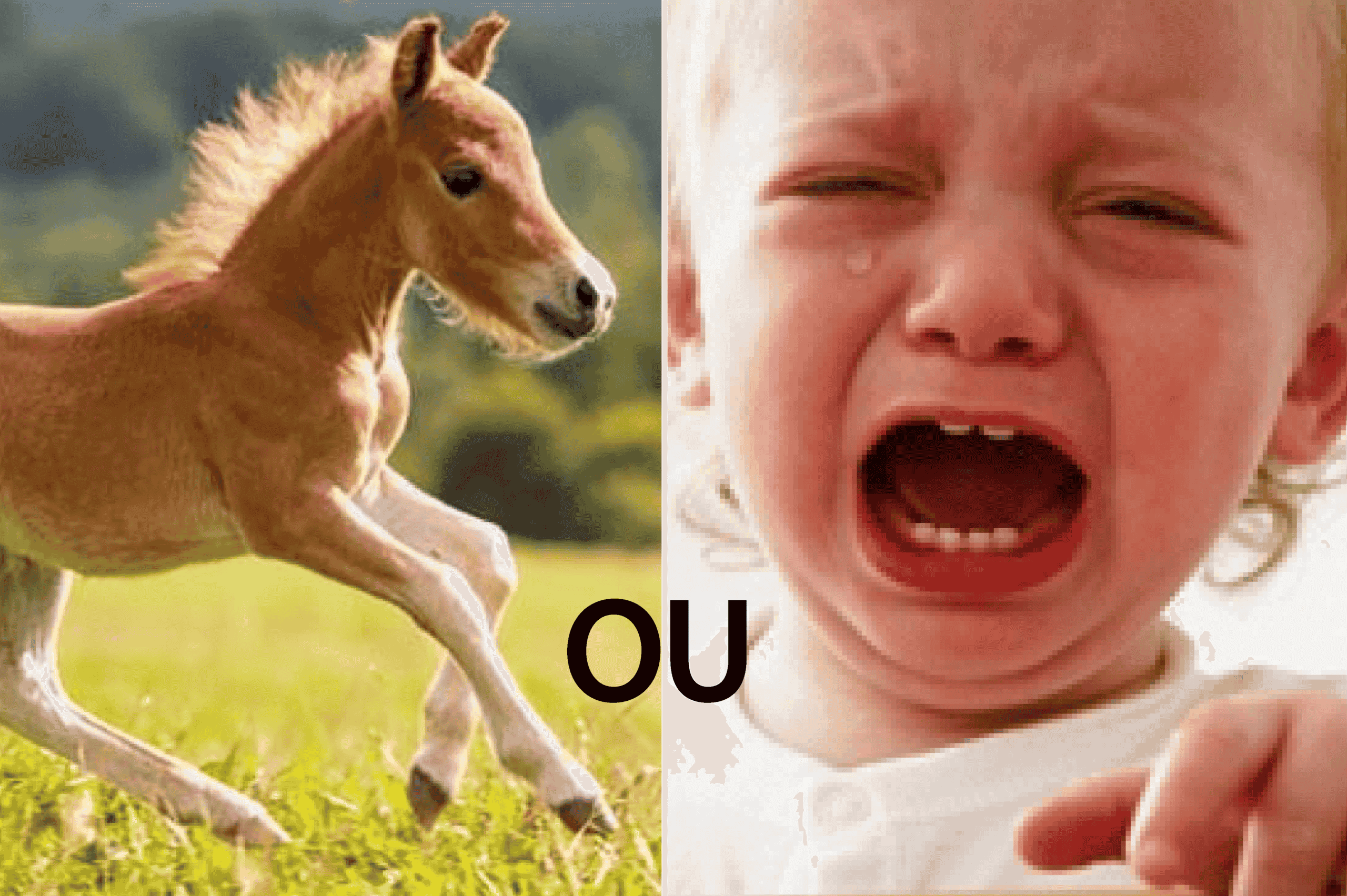 Top 10 des raisons d’avoir un poulain plutôt qu’un enfant