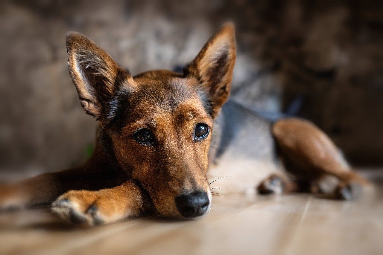 Prendre soin de son animal à Paris : conseils pour une vie urbaine épanouie