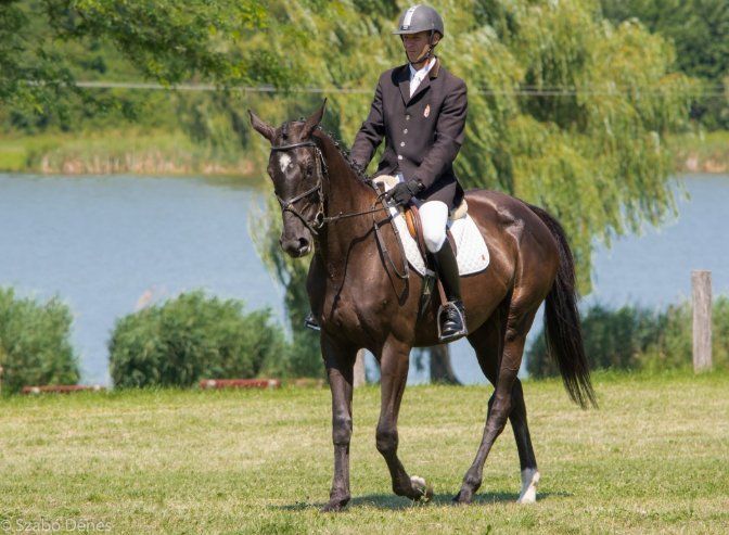 5 astuces pour gagner des points en reprise de dressage