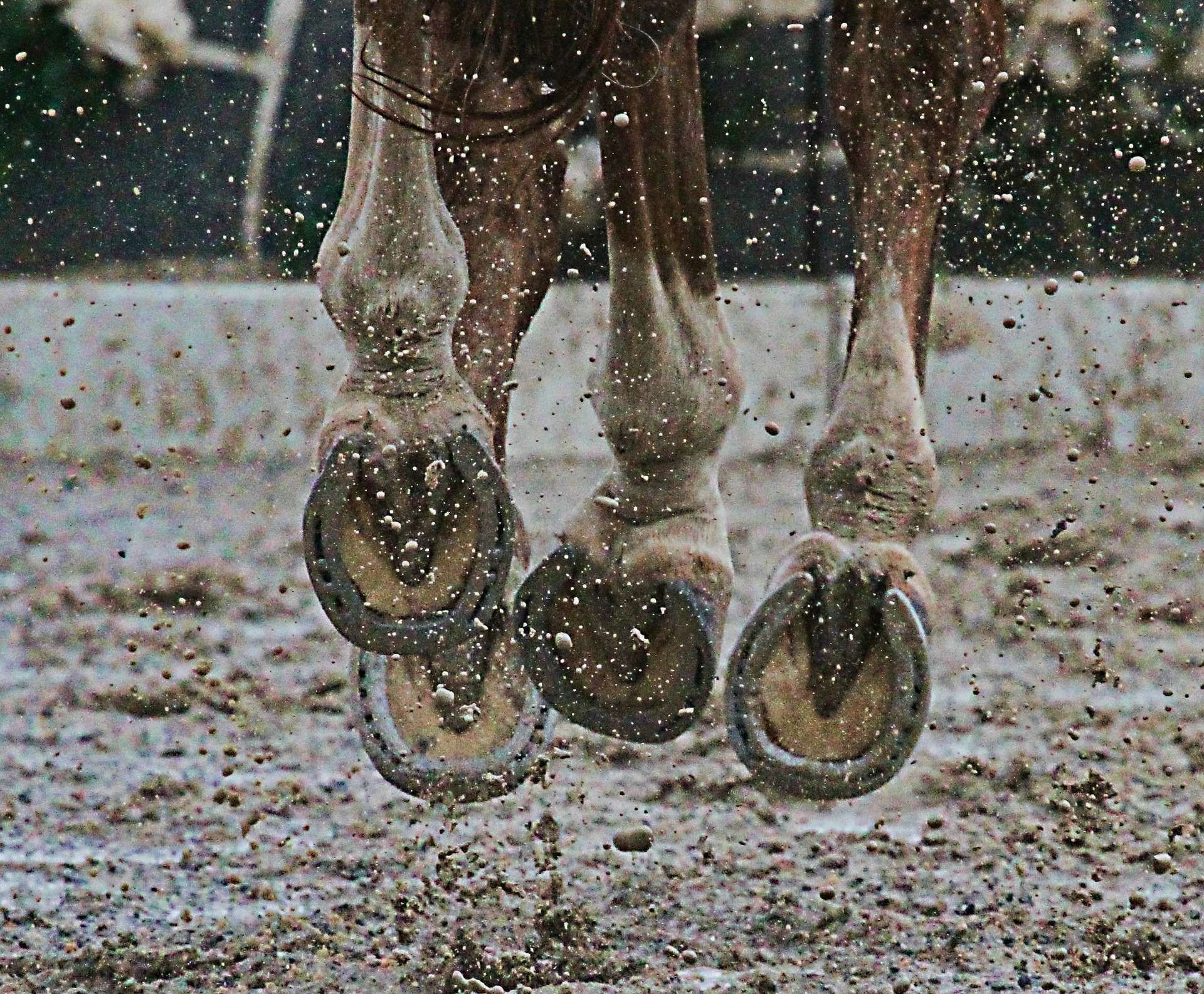 Sur quels types de sols peut-on monter à cheval ?