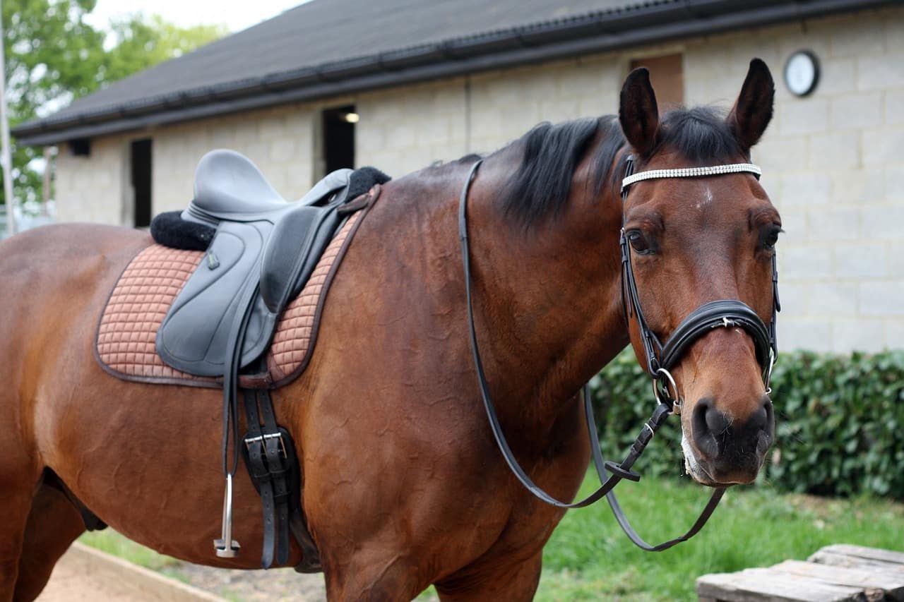 Selle de dressage : différences, caractéristiques et avantages