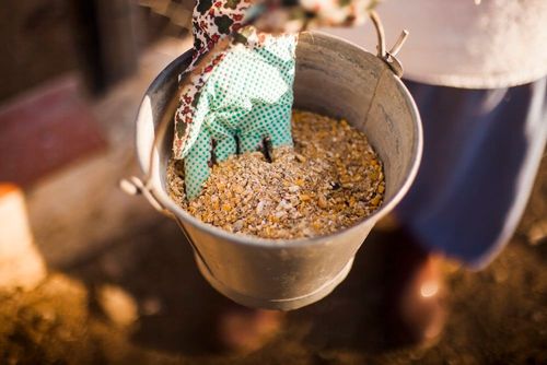 Comprendre les bases de l’alimentation animale : santé, performance et bien-être