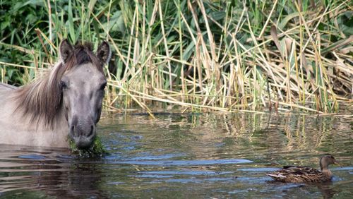 Les plantes toxiques pour les chevaux : Le guide complet
