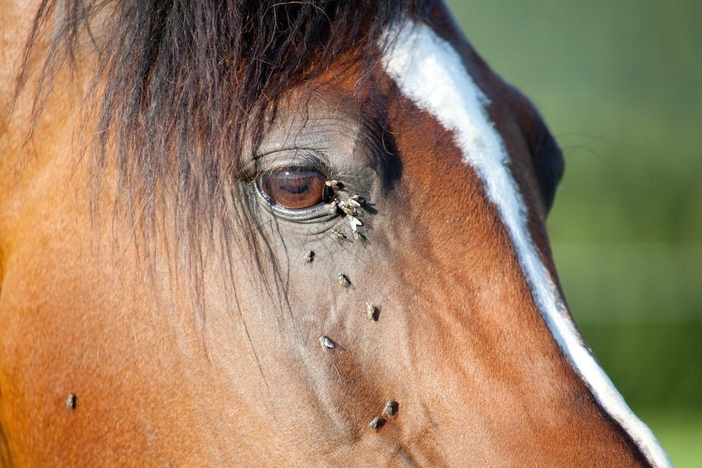 Protéger votre cheval des mouches : astuces et solutions naturelles