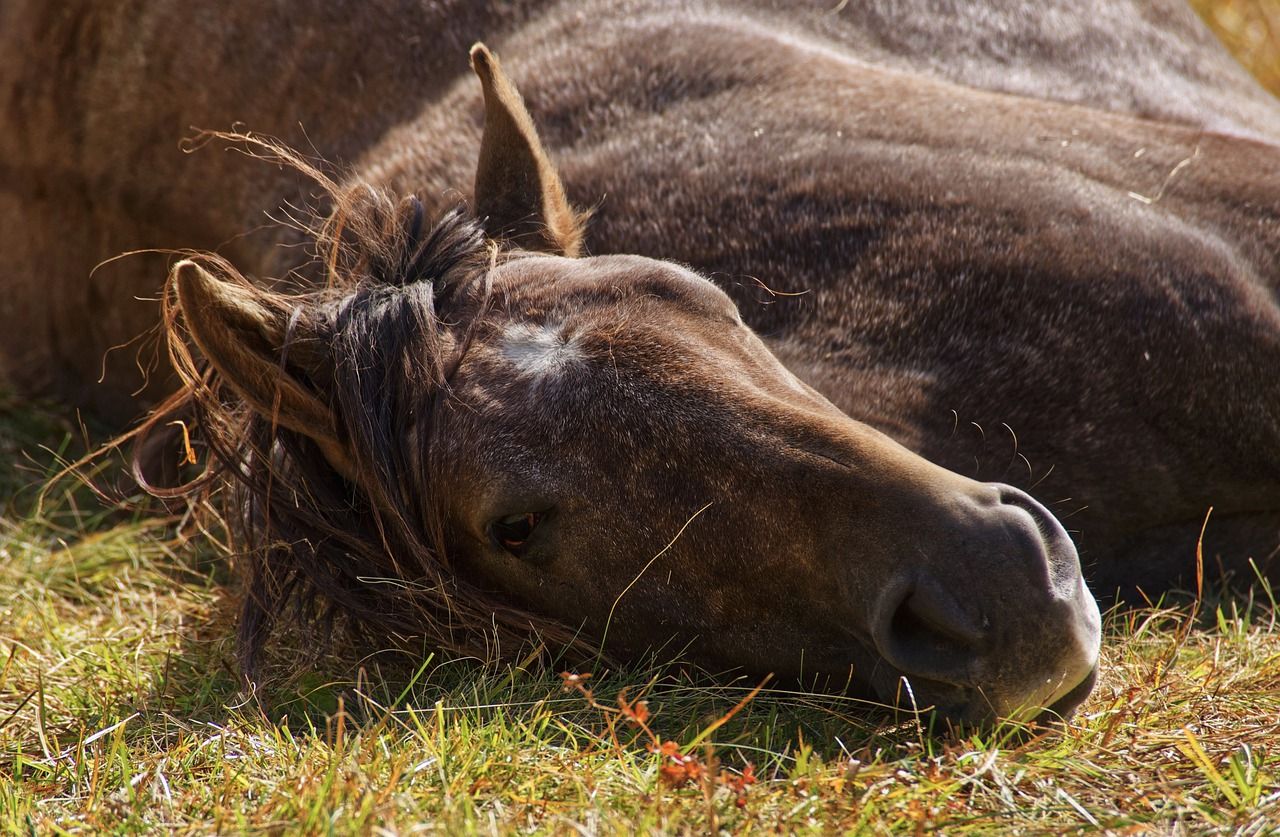Combattre le stress du cheval